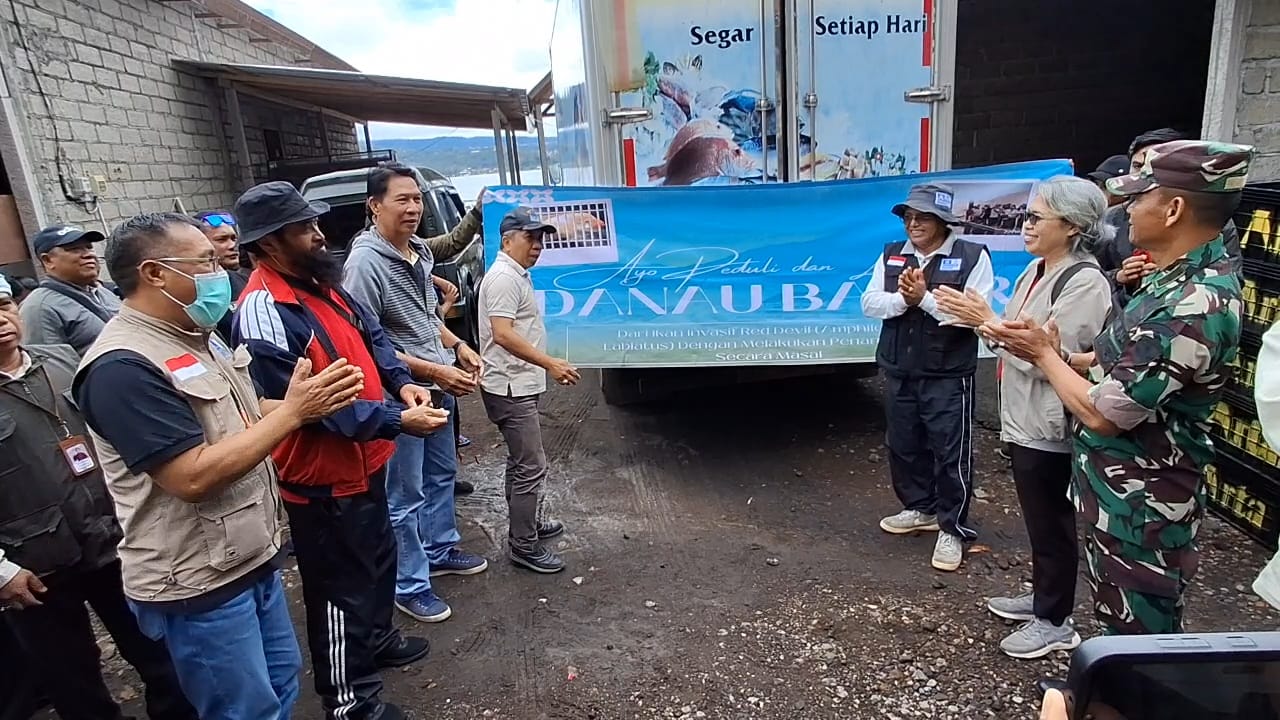 Ikan red devil Danau Batur siap dikirim ke Jembrana, Jumat (13/2/2026).