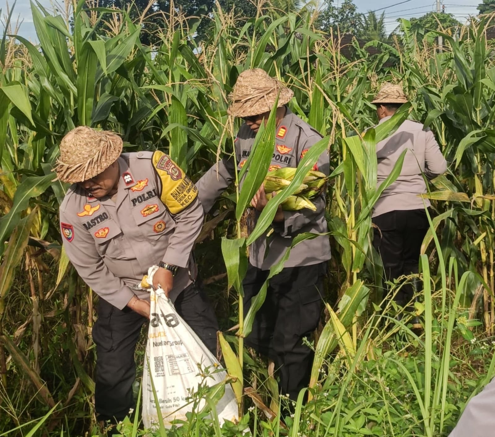 PANEN: Panen raya jagung di Singakerta, Ubud.