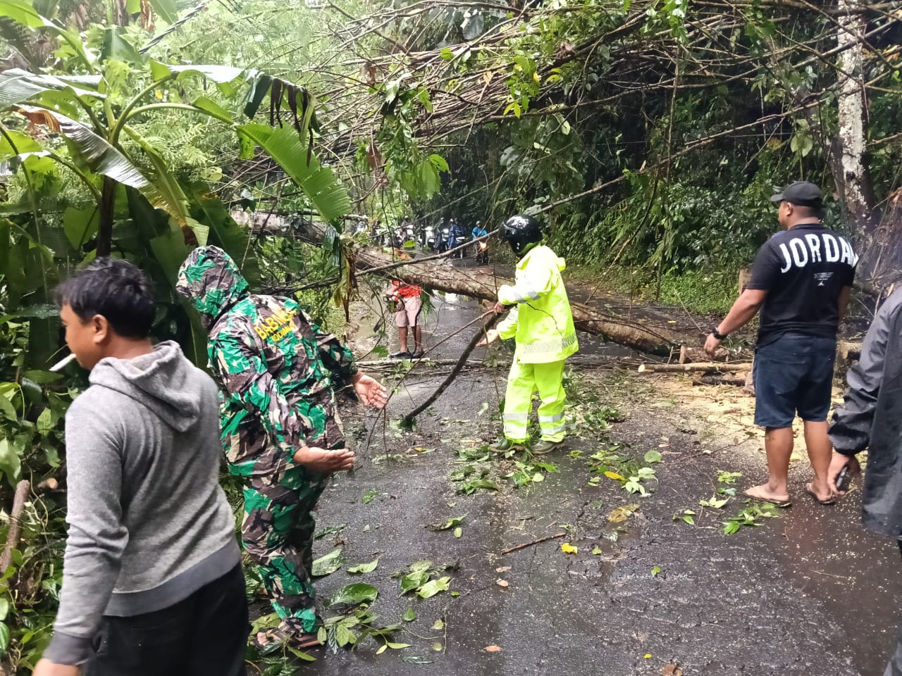 EVAKUASI : Proses evakuasi pohon tumbang di Payogan, Ubud.