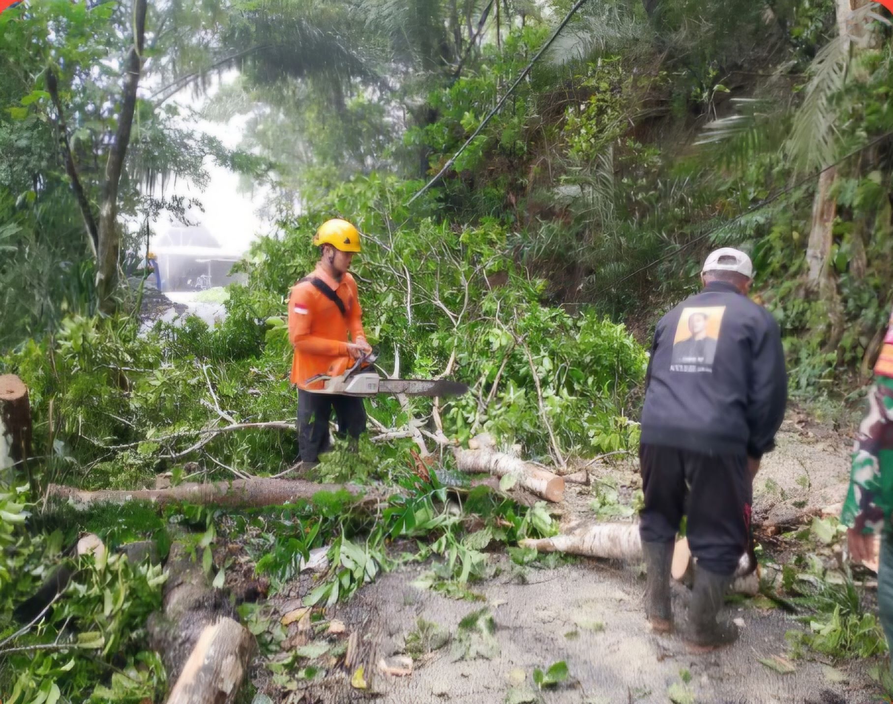 BPBD Karangasem menangani pohon tumbang, Selasa (24/2/2026).