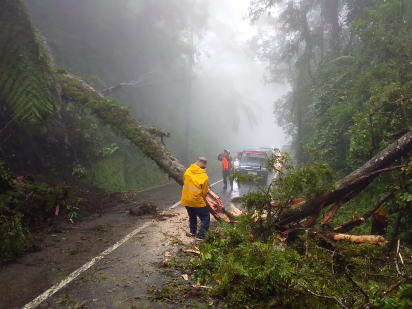 Pohon tumbang melintang di jalan raya wilayah Desa Sukawana, Kecamatan Kintamani, Kabupaten Bangli pada Januari 2026.