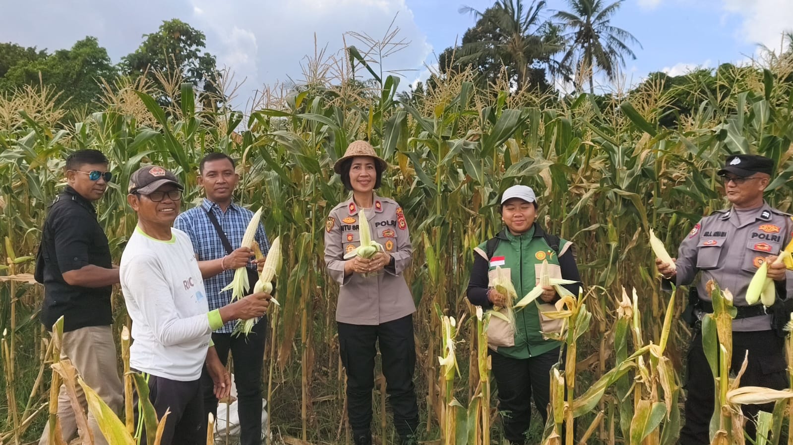 PANEN : Polsek Blahbatuh panen jagung bersama petani di Subak Kumpul, Desa Bona.