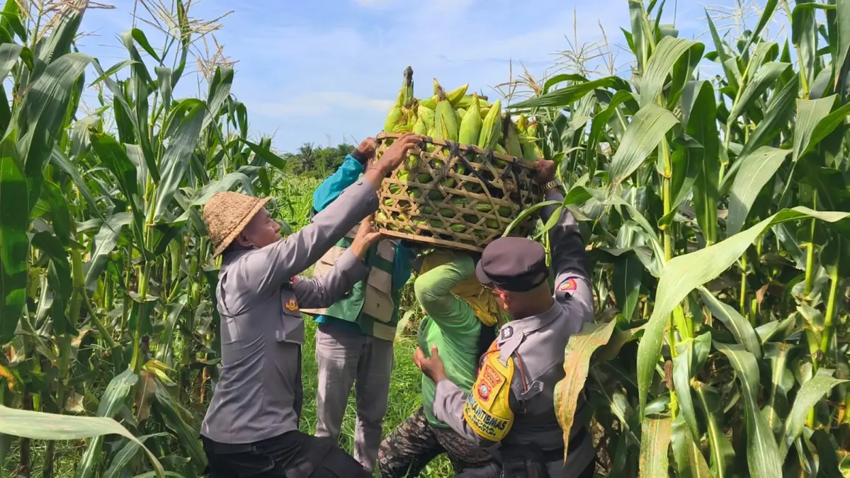 PANEN : Panen jagung di Subak Cita, Banjar Prajamukti, Desa Bona, Kecamatan Blahbatuh.