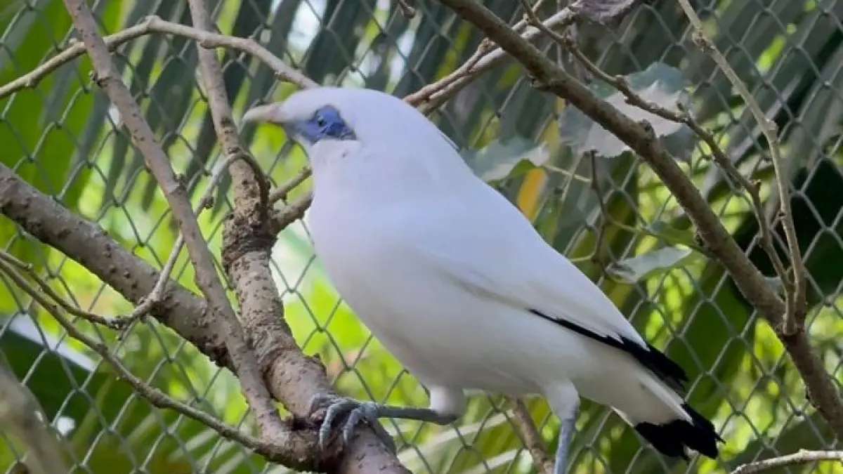 Burung Curik Bali atau Jalak Bali yang dilepasliarkan di Desa Adat Karang Dalem Tua, Kecamatan Abiansemal, Kamis (9/4). (Resa Kertawedangga/Bali Express)