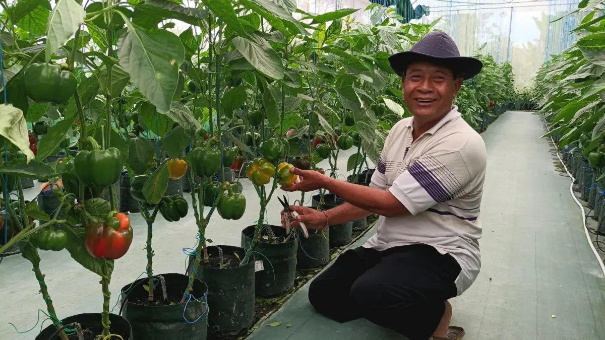 Made Sandi di antara pohon paprikanya, di Banjar Munduk Andong, Desa Bangli, Kecamatan Baturiti, Tabanan. (IGA Kusuma Yoni/Bali Express)&nbsp;