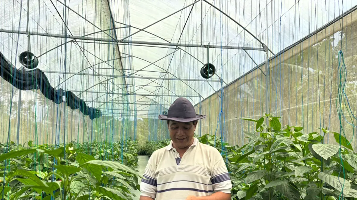 Made Sandi di tengah kebun paprika miliknya di desa Bangli Kecamatan Baturiti. 
