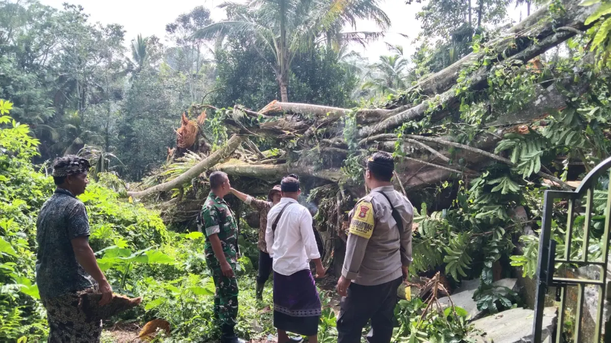 TUMBANG : Pohon tumbang menimpa tembok penyengker di Pura Dalem Pingit, Banjar Mantring, Desa Petak Kaja, Kecamatan Gianyar.