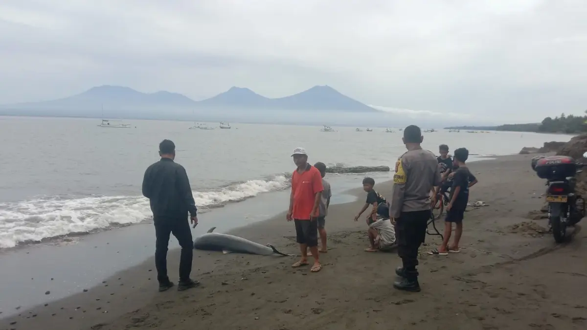 Bangkai lumba-lumba jenis hidung botol yang ditemukan di pesisir Pantai Batu Kebo, Banjar Melaya Pantai, Desa Melaya, Kecamatan Melaya, Kabupaten Jembrana, Senin (27/4/2026). (ist)