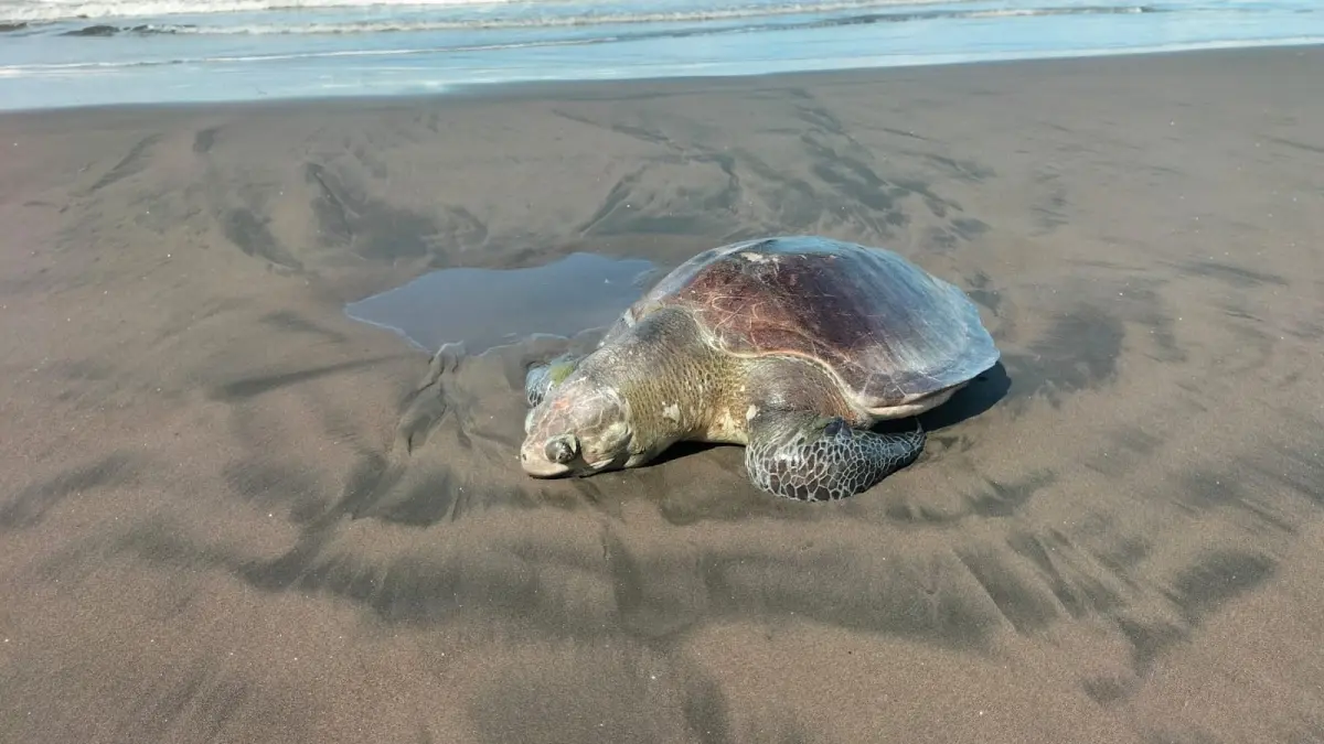 Petugas menguburkan bangkai Penyu Lekang yang ditemukan di pesisir Pantai Yehembang, Jembrana, Rabu (29/4/2026). (Ist)