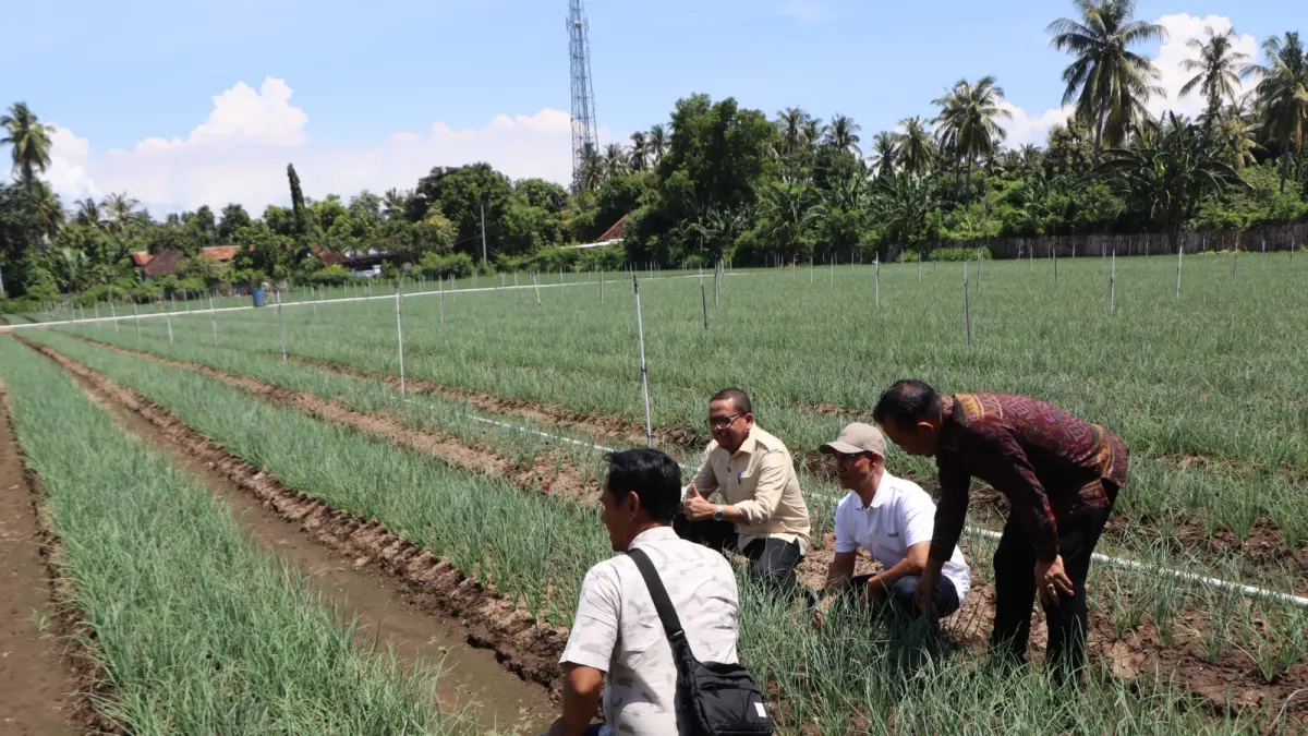 Lahan bawang yang ada di Kecamatan Gerokgak, masuk dalam proyeksi lumbung pangan nasional.