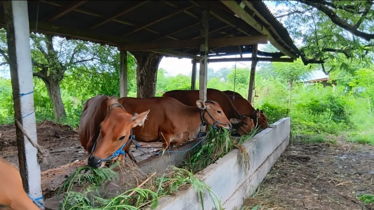 PENGIRIMAN:&nbsp;Dinas Pertanian dan Ketahanan Pangan Provinsi Bali memastikan pengaturan kuota pengeluaran sapi Bali dilakukan melalui analisis populasi ternak secara ketat