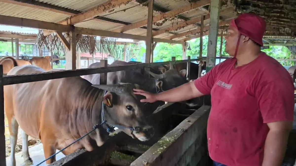  I Wayan Doni Ardita 36, peternak asal Banjar Anyar, Desa Perean Kangin, Kecamatan Baturiti menunjukan sapinya yang dibeli oleh Presiden RI. (Ist)