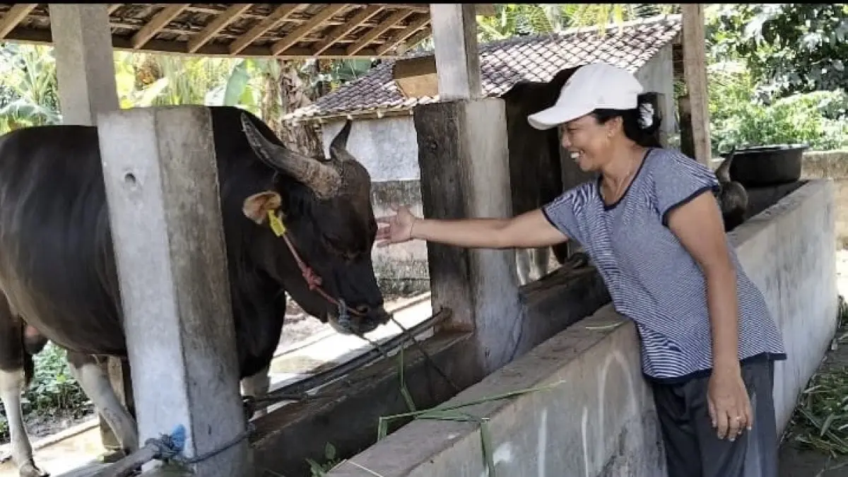 Ni Ketut Suartini bersama sapi Arjuna yang dipelihara sejak tiga tahun lalu. (Ist)