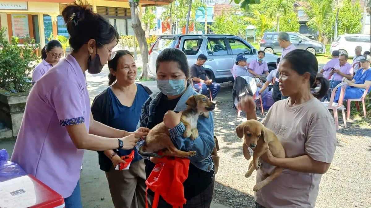 Vaksinasi dan sterilisasi anjing di Kelurahan Banyuning, Kabupaten Buleleng. (Ist)&nbsp;
