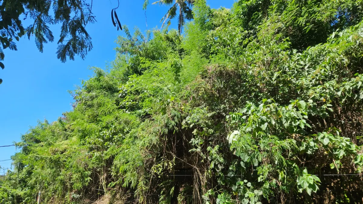 Dukung Program Pemerintah, Desa Adat Lepang Ubah Lahan Nonproduktif Dijadikan Sawah