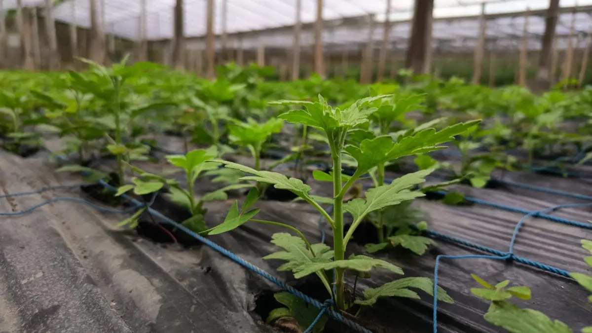 Bibit bunga krisan yang ditanam di Agro Pudak Lestari Farm, Pancasari. (Dian/Bali Express)