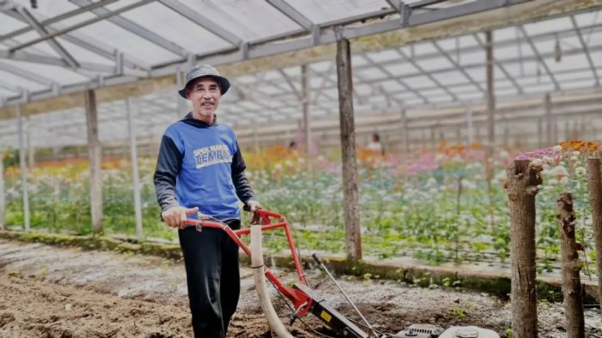 Pemilik kebun bunga Krisan di Desa Pancasari, Buleleng, Gusti Made Arjana