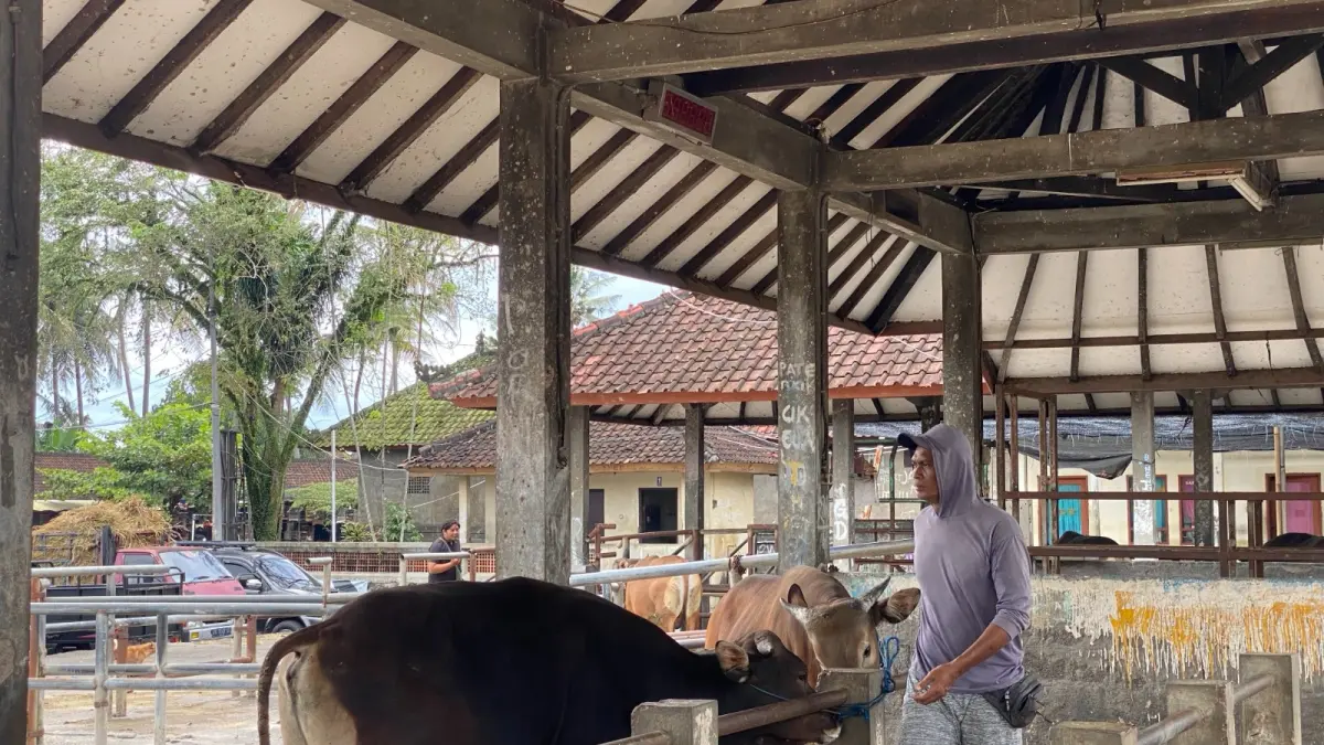 Aktivitas jual beli ternak yang menghasilkan kotoran hewan di Pasar Hewan Beringkit, Kecamatan Mengwi. (Dok. Bali Express)