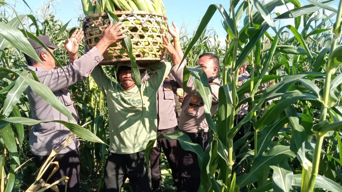 PANEN : Panen jagung di Bona oleh Polsek Blahbatuh.&nbsp;