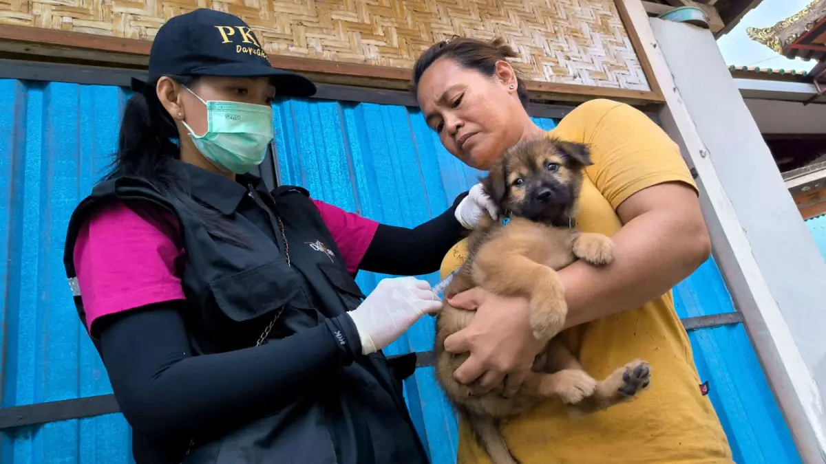 Ilustrasi anjing menerima vaksin rabies