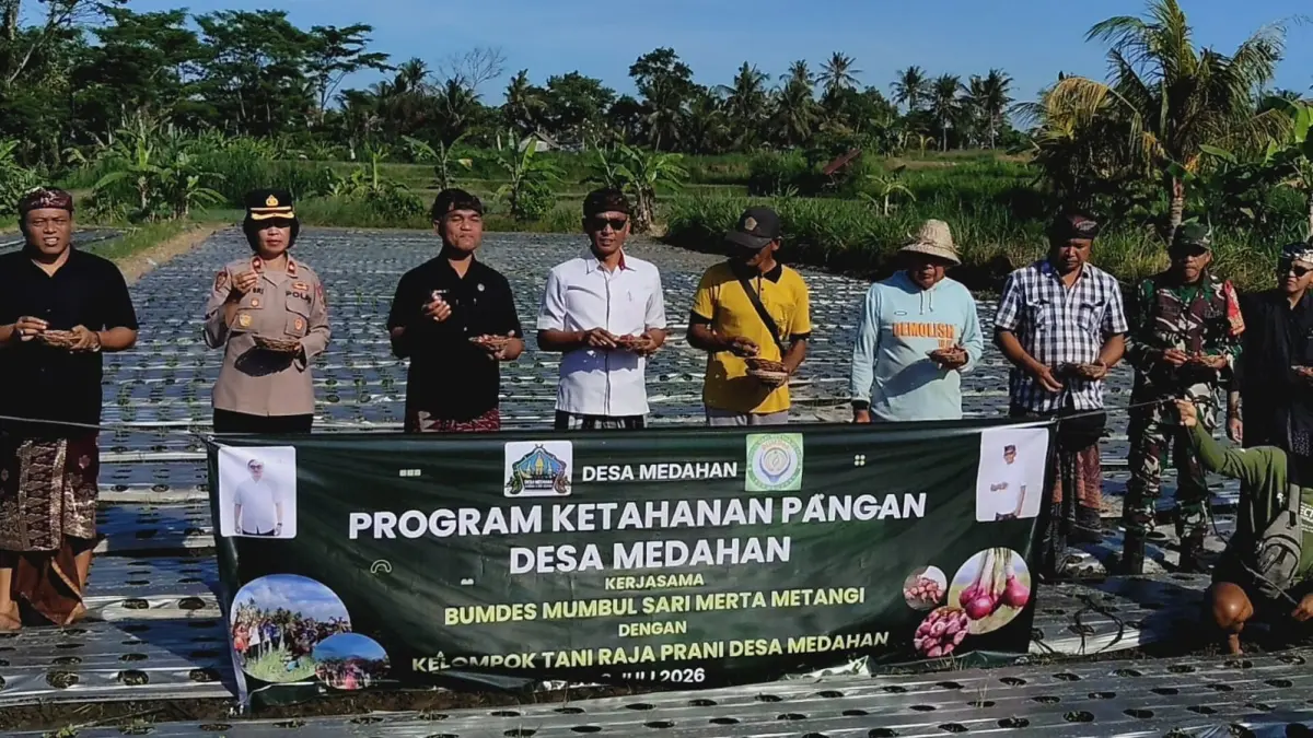 BAWANG : Penanaman bawang di&nbsp; Subak Celuk, Desa Medahan, Blahbatuh.