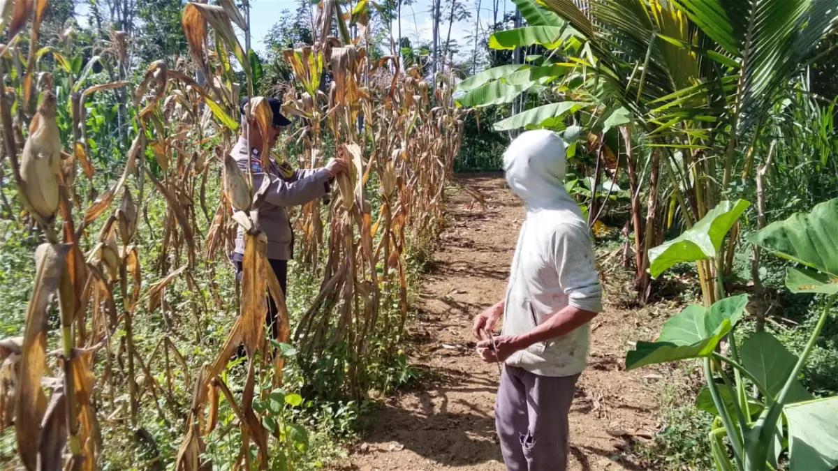 PANEN : Bhabinkamtibmas Desa Pupuan Polsek Tegallalang, melakukan pengecekan dan pemeliharaan tanaman jagung siap panen di Banjar Mumbi, Desa Pupuan. 