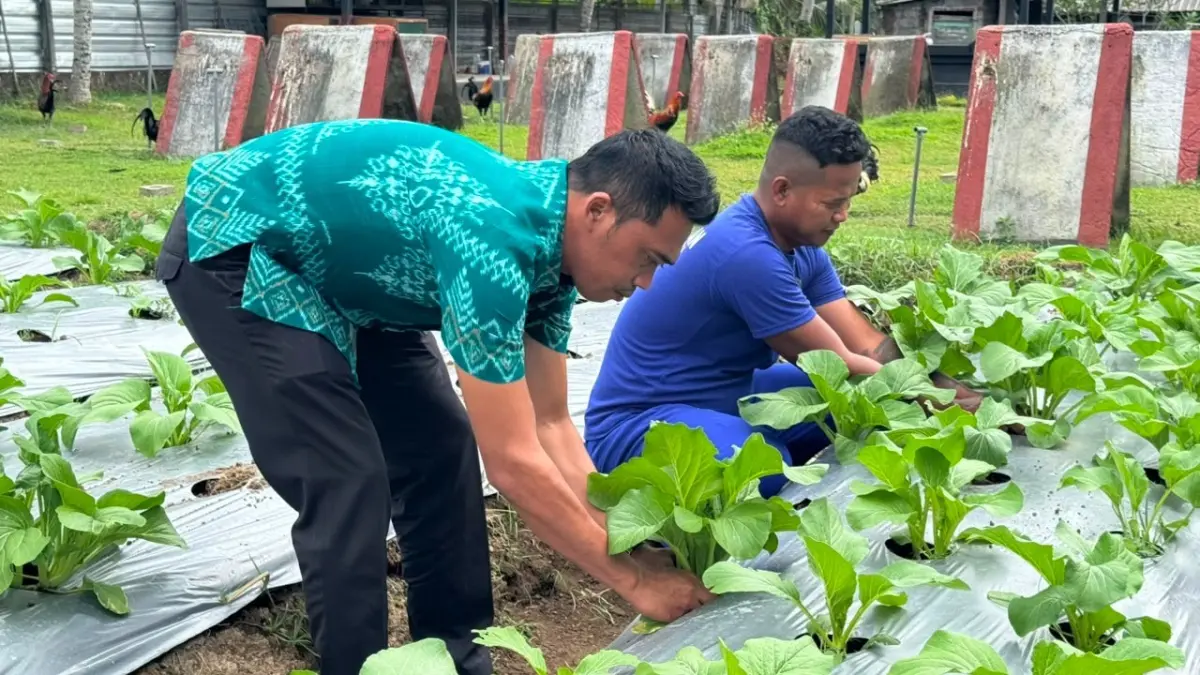 Rutan Kelas IIB Bangli memanen sawi hijau, Selasa (7/7/2026). (Ist)