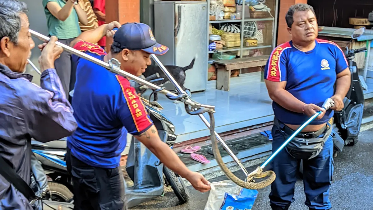 Petugas Damkar Bangli menangkap ular di rumah warga. (ist)

&nbsp;