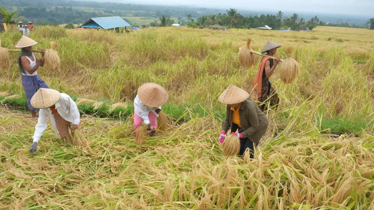 Petani di Tabanan memanen padi. (Ist)