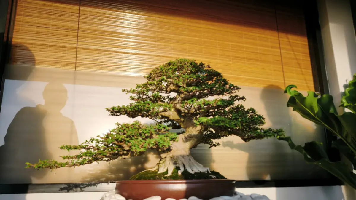 ROOTED Hadir di ZIN Canggu, Pameran Seni dan Bonsai Bernilai Ratusan Juta Suguhkan Pengalaman Imersif (Bali Express/I Gede Paramasutha )