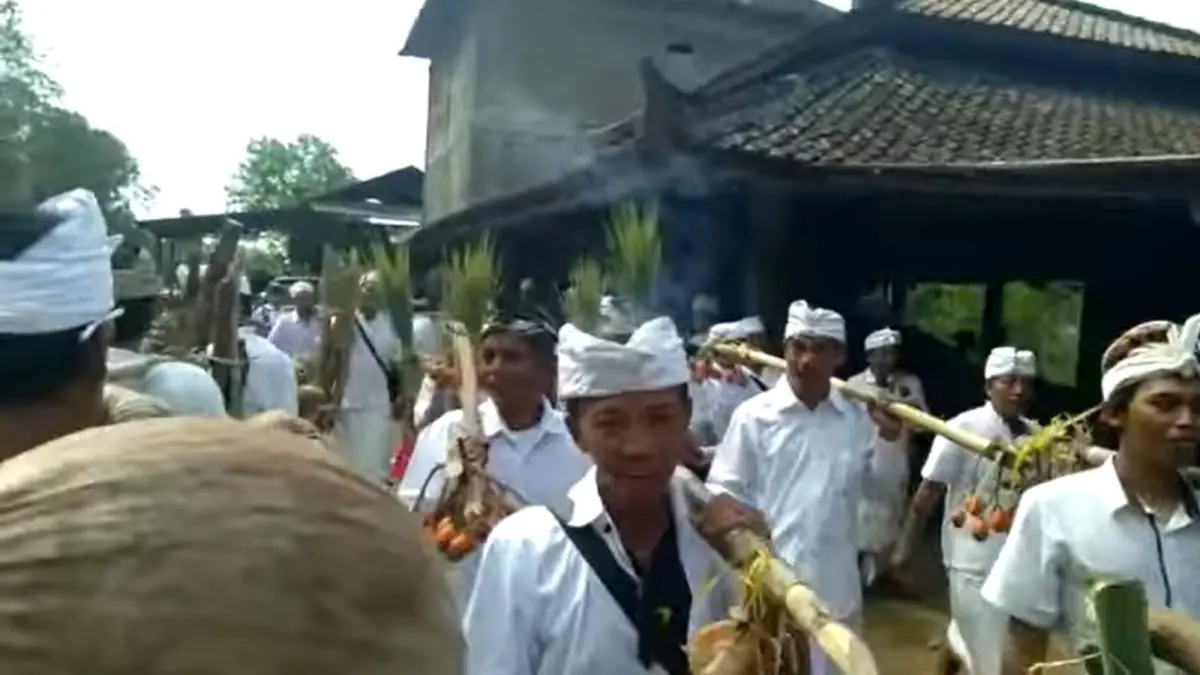 Tradisi Nguliang tegak di Desa Bebetin, Kecamatan Sawan, Buleleng 