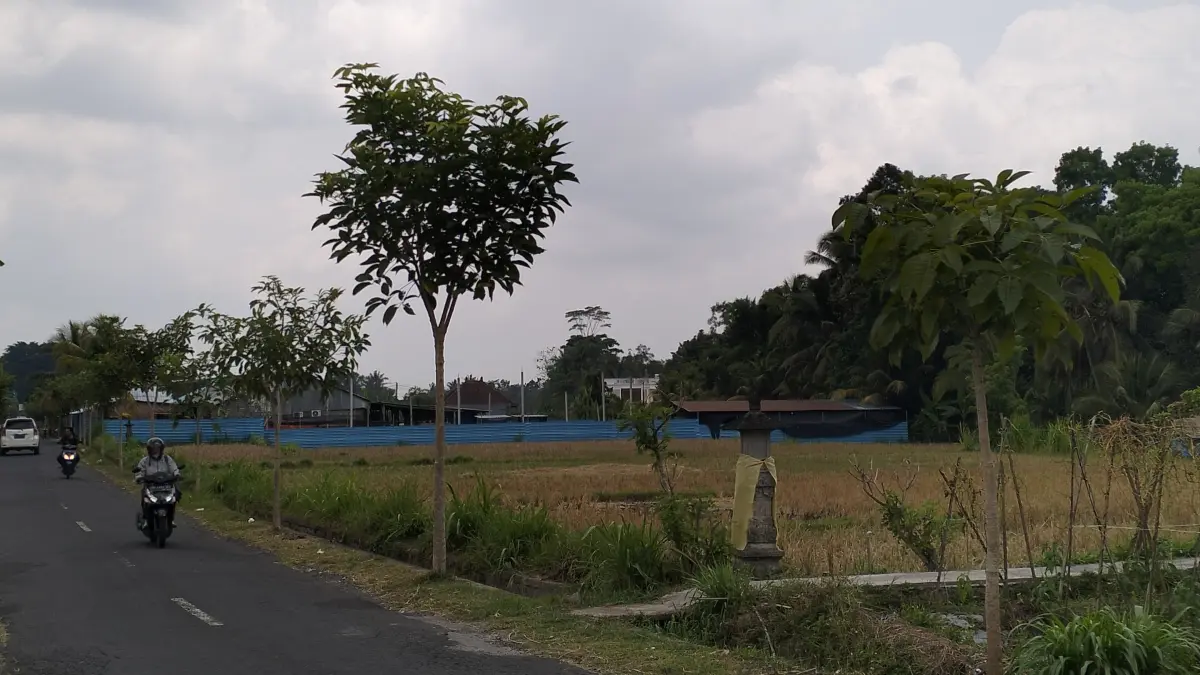 Sawah mengering karena dampak kemarau, membuat petani beralih untuk menanam palawija karena volume air irigasi menyusut. (ist)