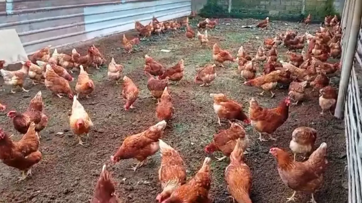 Peternakan ayam bahagia di Desa Perean, Kecamatan Baturiti, Tabanan, menjadi salah satu peternakan yang menjadi rekanan Perumda. (Ist)
