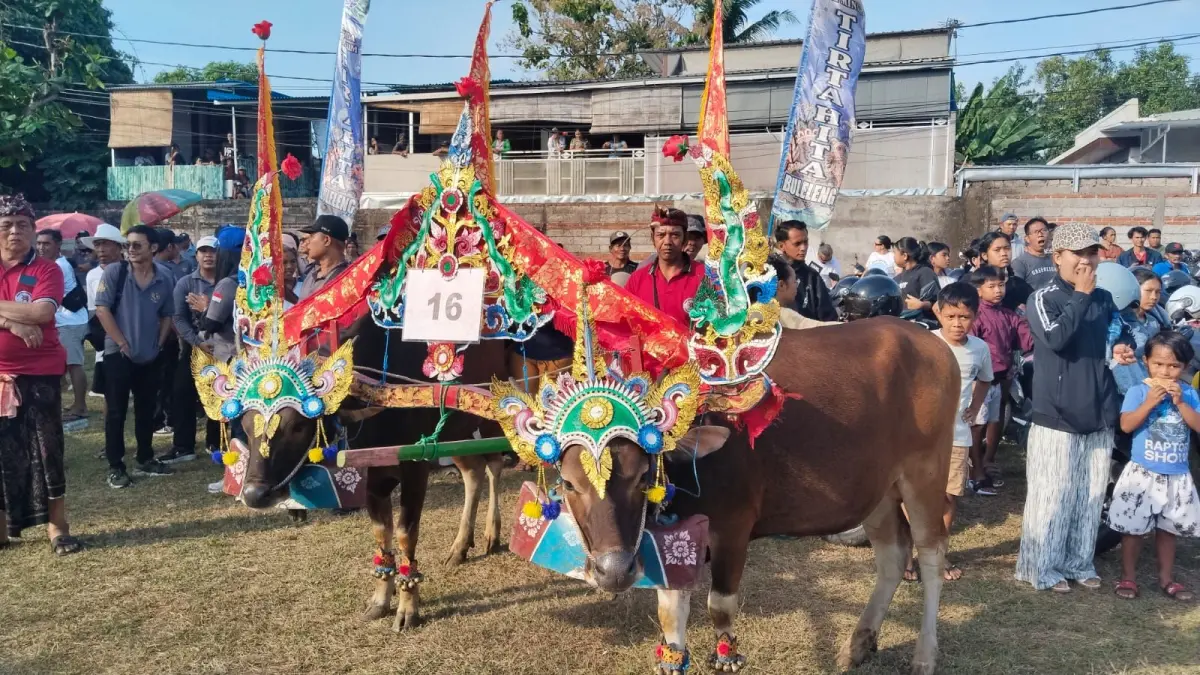 Penampilan peserta lomba Sampi Gerumbungan di Lovina Festival 2026. (Ist)
