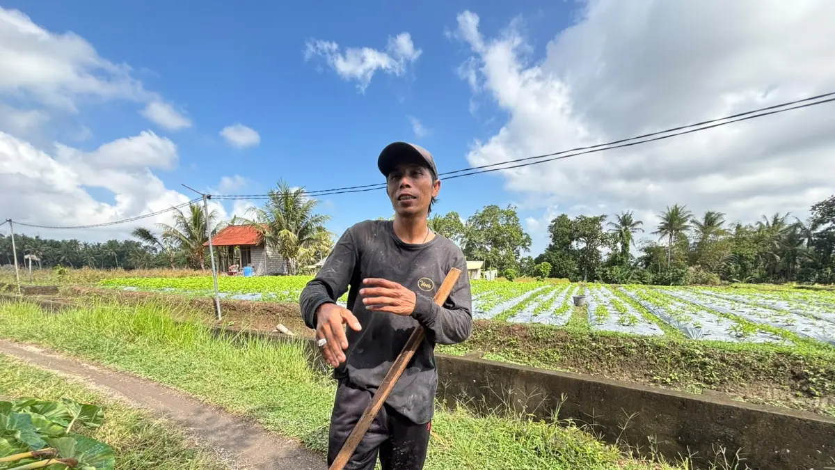 Petani Bunga Pacah Terus Jaga Pasokan Sarana Upacara di Tengah Fluktuasi Harga dan Tantangan Cuaca