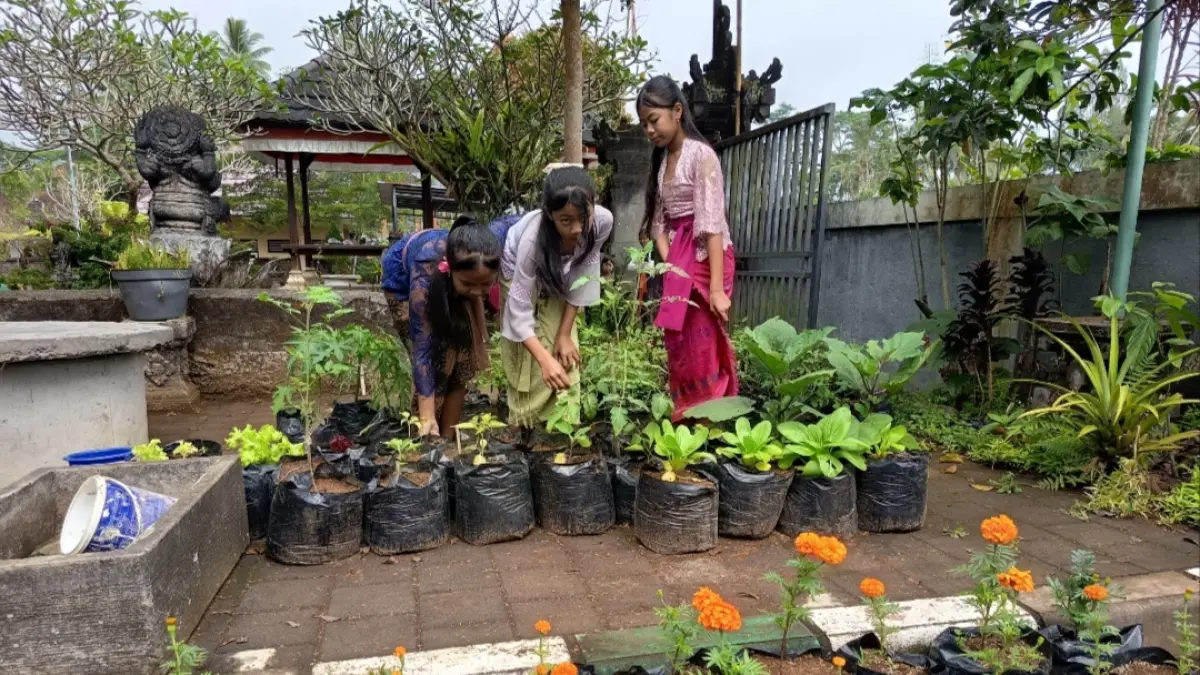 TANAMAN : Proses pemeliharaan tanaman oleh siswa di SDN 4 Pupuan, Tegallalang.&nbsp;