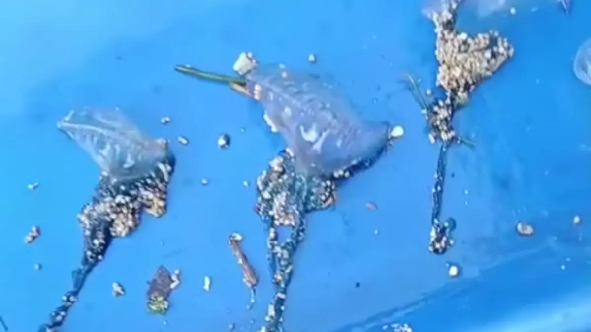 WASPADA: Kemunculan ubur-ubur Blue Bottle di salah satu pantai di Sanur