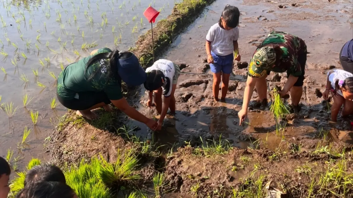 PADI : Proses penanaman bibit padi di lingkungan Puri Damai, Banjar Tunon, Singakerta, Ubud.&nbsp;
