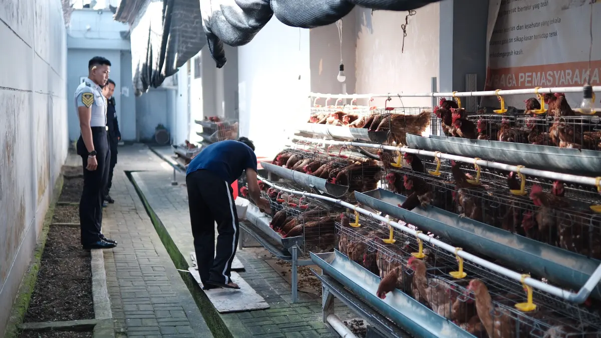 Warga Binaan saat mengelola peternakan ayam di Lapas Tabanan. (Ist)