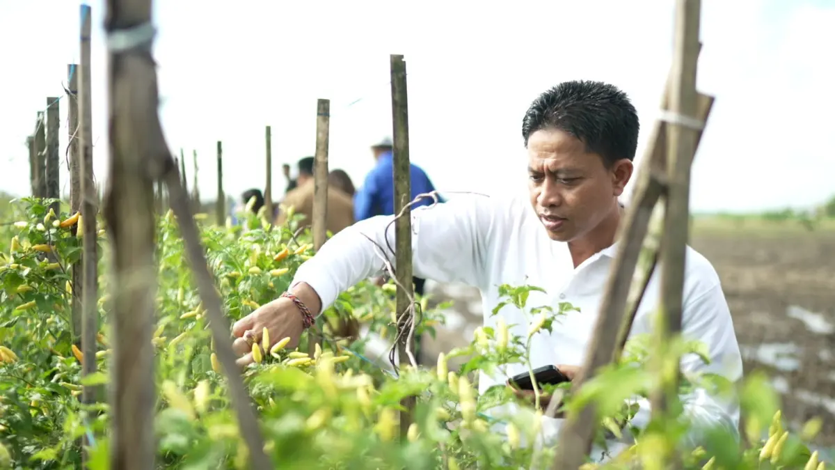 Kadisperpa Badung, Anak Agung Ngurah Raka Sukadana saat meninjau pengembangan cabai, Rabu (19/8). (ist)