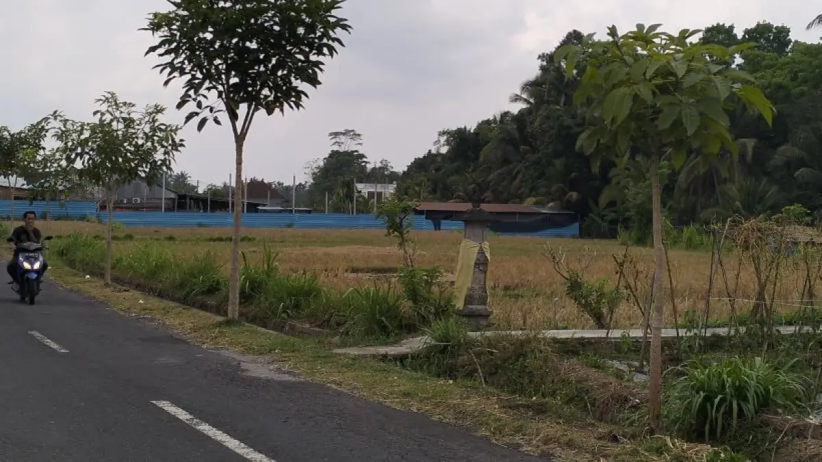 Petani di beberapa kawasan di Tabanan sengaja membiarkan lahannya kosong karena tidak mendapat pasokan air. (DOK BALI EXPRESS)