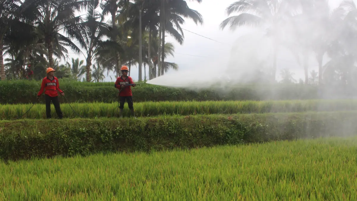 Penanganan sawah di Kecamatan Petang yang mengalami kekeringan dengan penyiraman air dari mobil tangki, Rabu (9/9). (ist)
