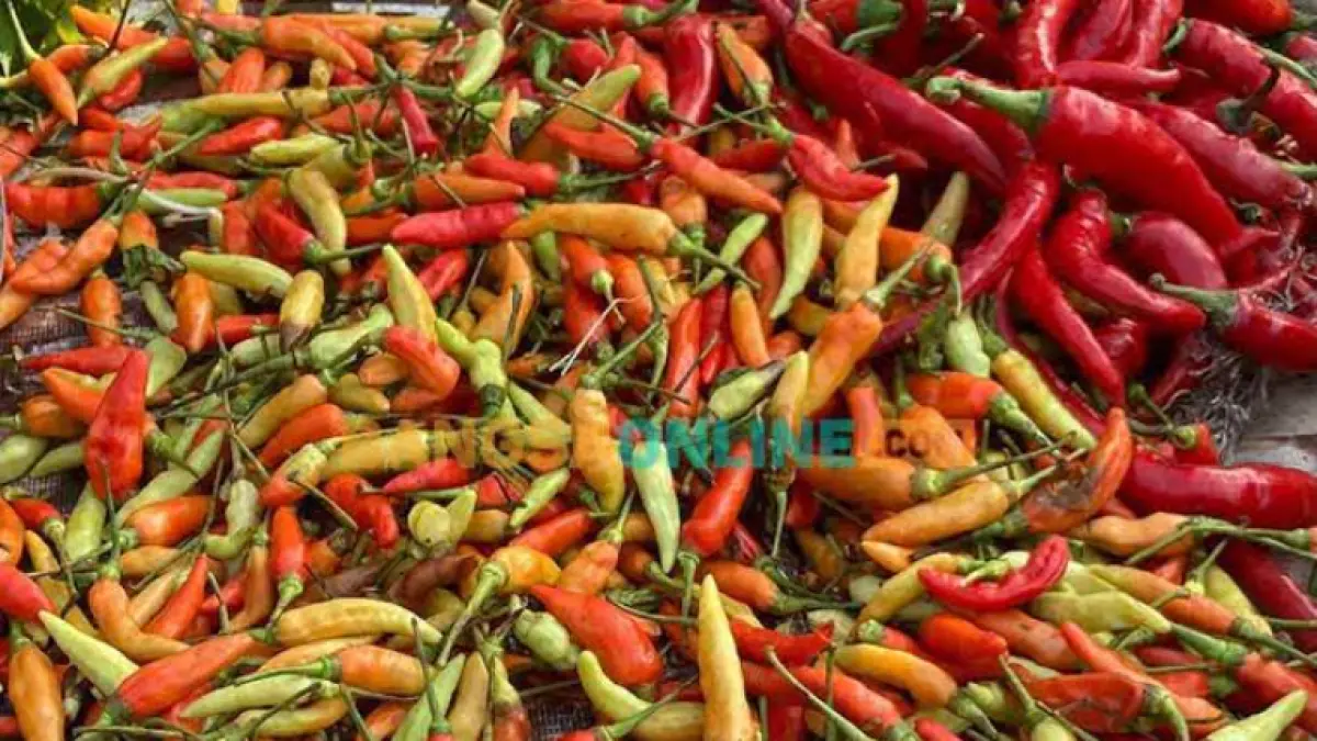 Harga Cabai Rawit di Bali Tembus Rp65 Ribu