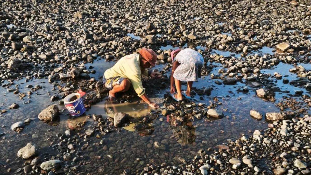 Kadek Santi dan cucunya sedang mencari remis di Pantai Banyupoh, Buleeng, saat sore hari. (Dian Suryantini/Bali Express)