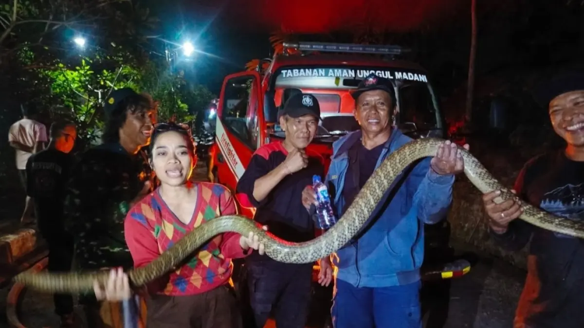 Proses evakuasi ular kobra di Kabupaten Tabanan. (Ist)