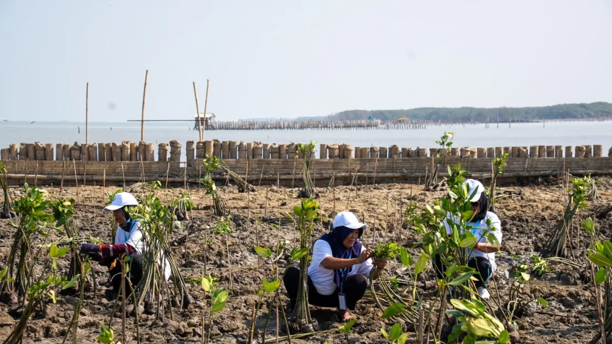 Lindungi Pantai Utara Jawa dari Abrasi, BRI Tanam 30 Ribu Mangrove, Sampah Jadi Pemecah Ombak