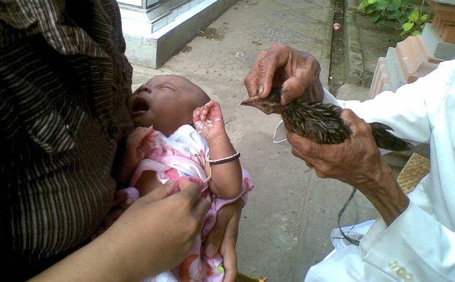Saat Mecolongan, Jidat Harus Dipatuk Ayam, Kenapa?