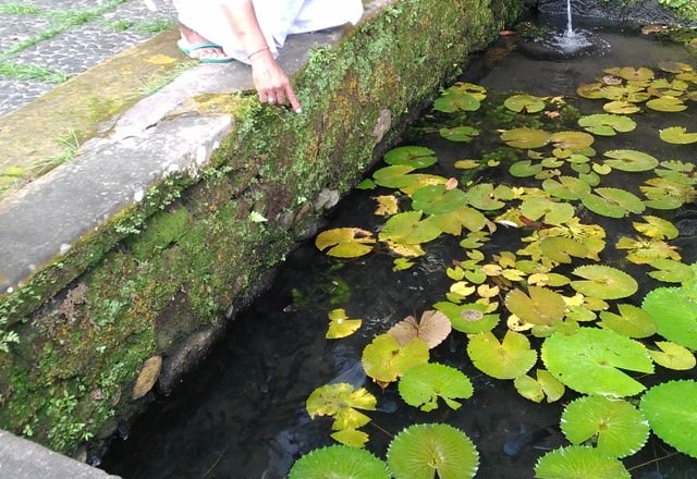 Ada Ikan Julit, Setelah Dikubur, Tiba-tiba Muncul “Penerusnya”