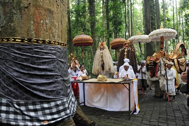 Digelar Enam Tahun Sekali, Tiap Tapakan “Datangi” Pohon Asalnya