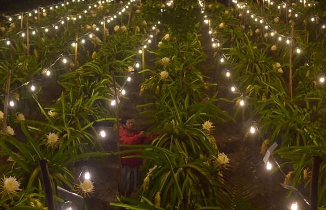 Indahnya Lampu untuk Buah Naga
